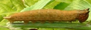 Larvae